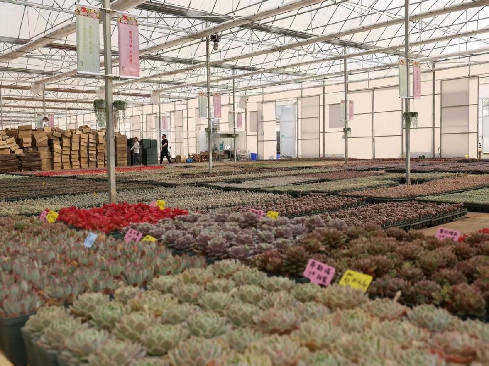 来小街多肉基地